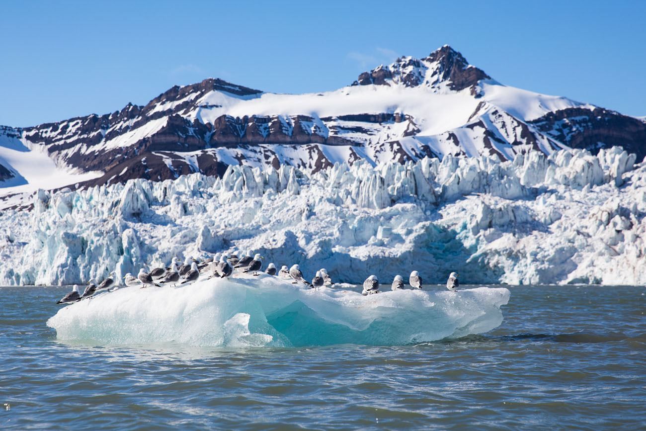 Iceberg Birds