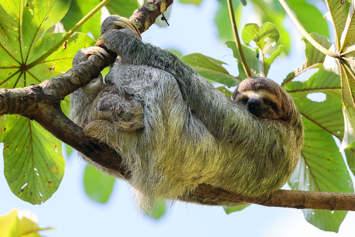 Sloth